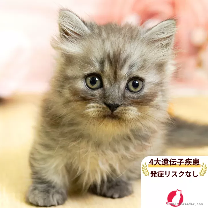 S.M 様のお迎えした子猫