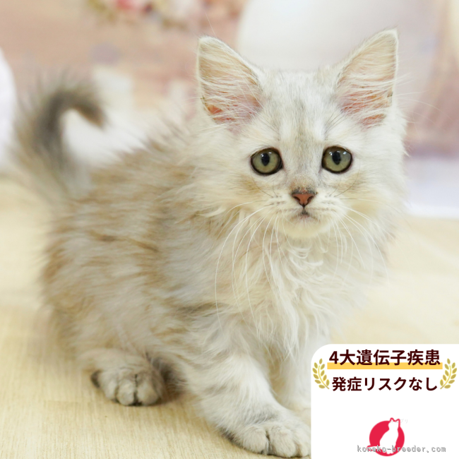 ブリーダー画像