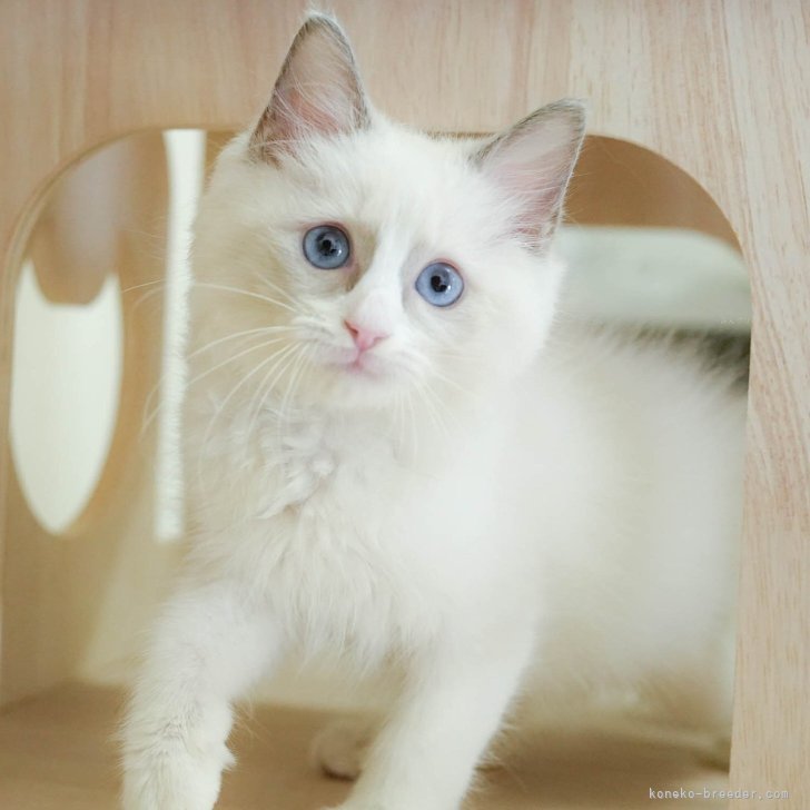 ブリーダー画像