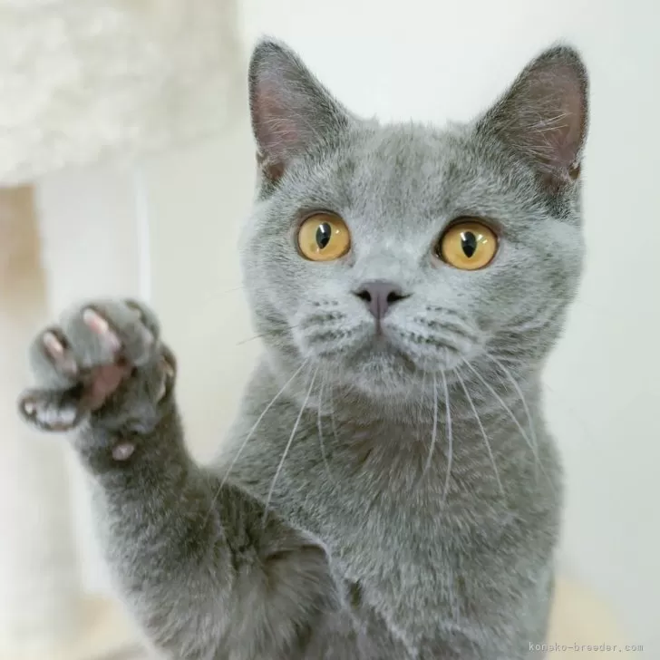 ブリティッシュショートヘア【埼玉県・男の子・2025年3月7日・ブルー】の写真1「🐱複数頭の見学も可能🐱きょうだいや他のネコちゃんも見れます」