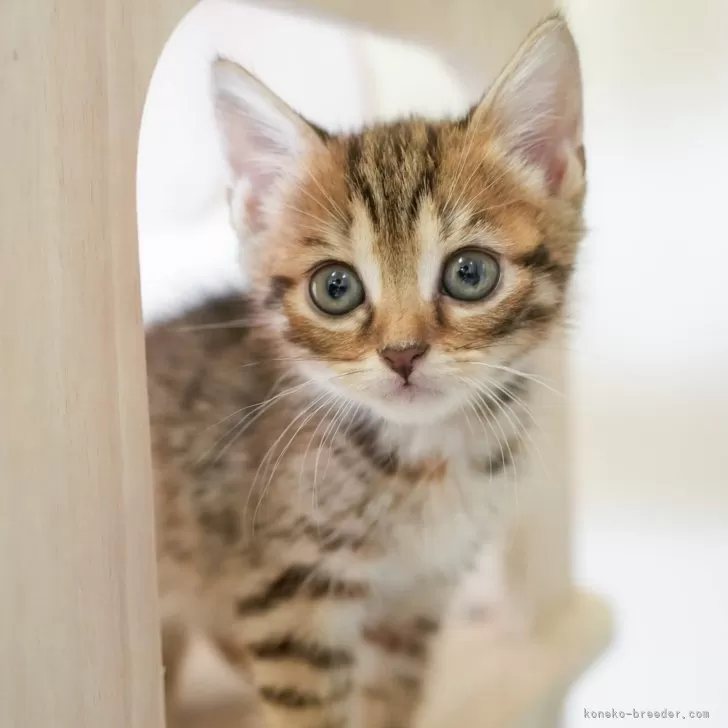 マンチカン(長足)【埼玉県・女の子・2025年9月10日・ブラウンパッチドタビー】の写真1「🐱複数頭の見学も可能🐱きょうだいや他のネコちゃんも見れます」