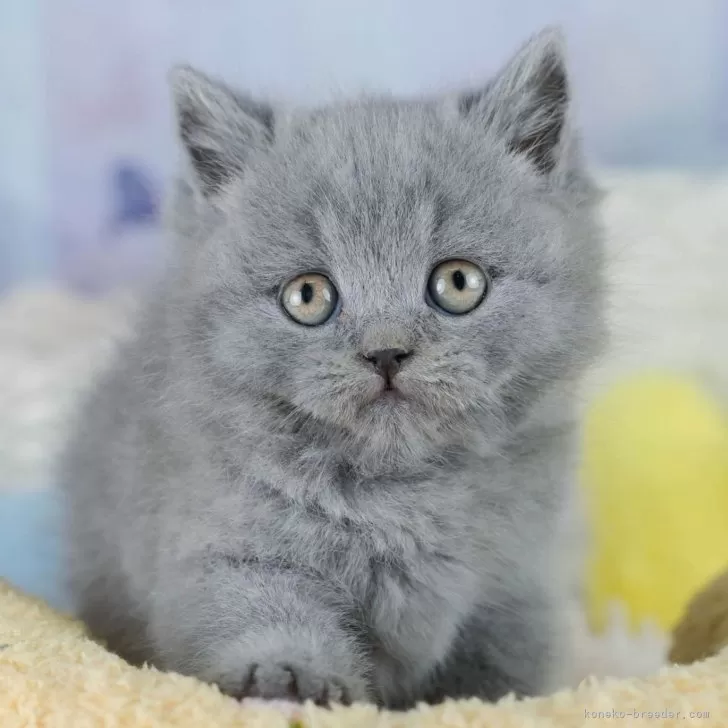 M.Y 様のお迎えした子猫