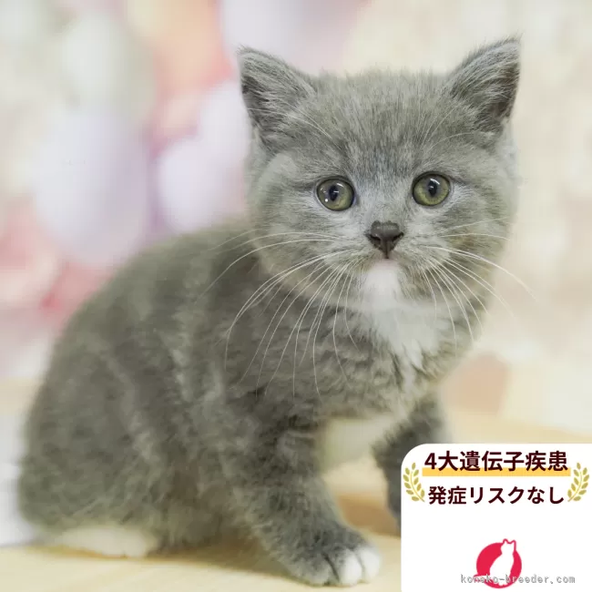 マンチカン(長足)【埼玉県・女の子・2025年5月30日・ブルー&amp;ホワイト】の写真1「🐱複数頭の見学も可能🐱きょうだいや他のネコちゃんも見れます」