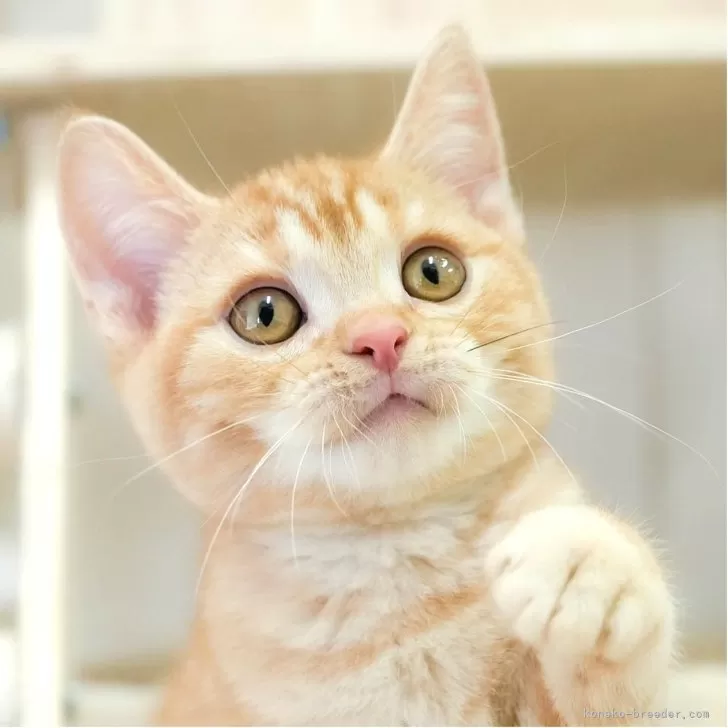 まる 様のお迎えした子猫