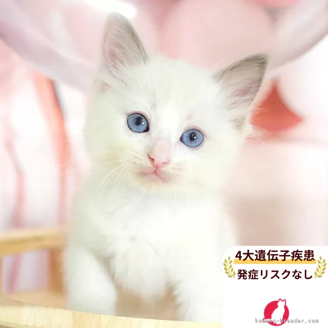ありがたまんま 様のお迎えした子猫