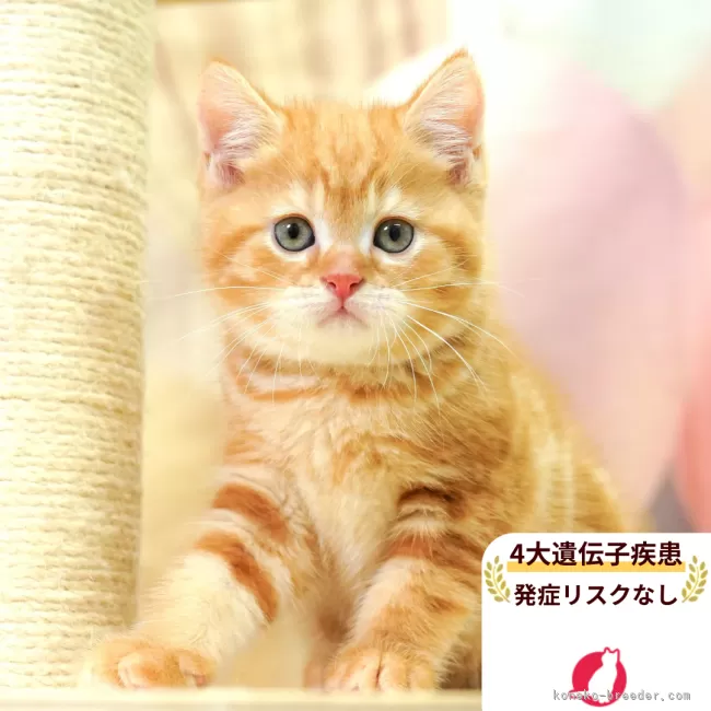 Gota 様のお迎えした子猫