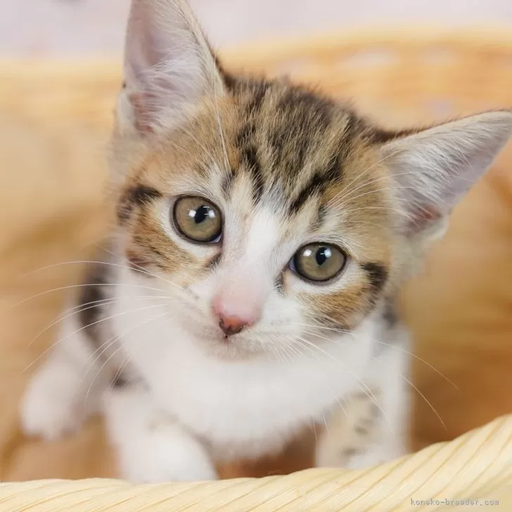 マンチカン(長足)【埼玉県・男の子・2025年7月31日・ブラウンタビー&amp;ホワイト】の写真1「🐱複数頭の見学も可能🐱きょうだいや他のネコちゃんも見れます」