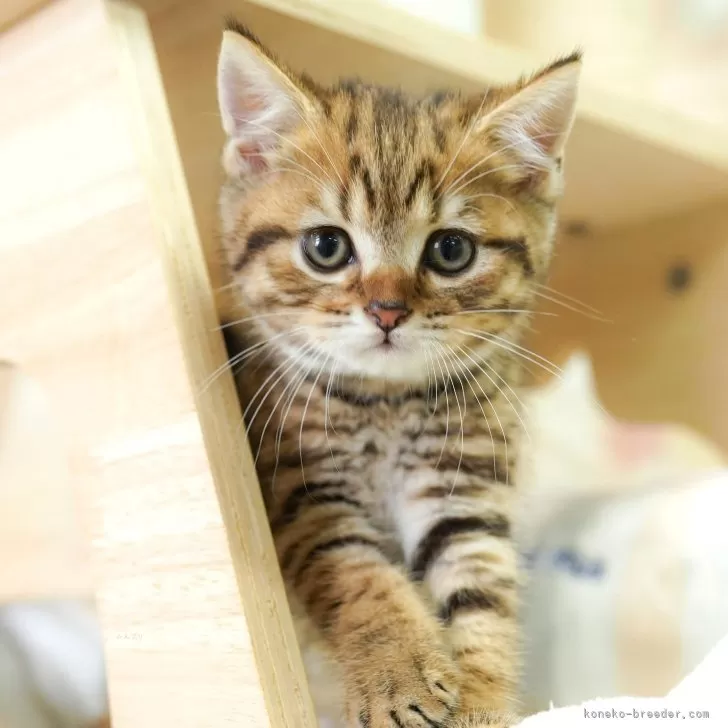T.N 様のお迎えした子猫