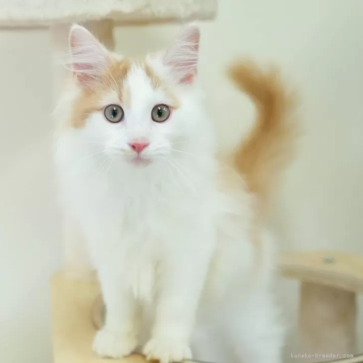 S.M 様のお迎えした子猫