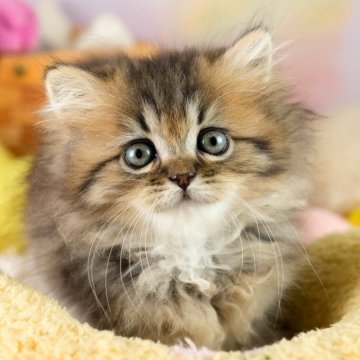 ミヌエット(短足)【埼玉県・女の子・2025年9月6日・ブラウンタビー】の写真「4大遺伝子疾患リスクなし✨」