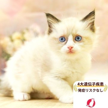 ラグドール【埼玉県・女の子・2025年6月29日・シールポイントバイカラー】の写真「4大遺伝子疾患リスクなし✨」