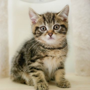 マンチカン(長足)【埼玉県・男の子・2025年9月7日・ブラウンタビー】の写真「評価が高いブリーダーランキング埼玉1位👑全国4位！」