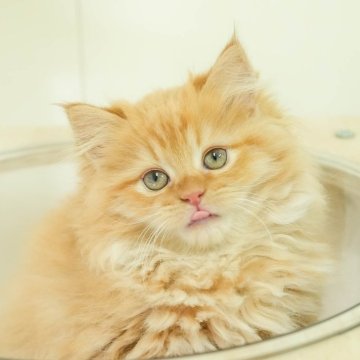 サイベリアン【埼玉県・女の子・2025年10月3日・レッドタビー】の写真「🐱🩵12月13日(土)🐾見学会開催 🐱🩵」