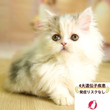 ミヌエット(短足)【埼玉県・女の子・2025年6月22日・ダイリュートキャリコ】の写真「4大遺伝子疾患リスクなし✨」