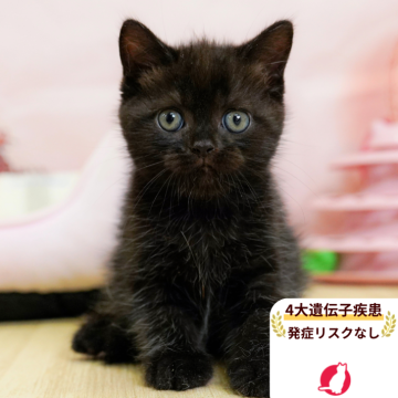 ミヌエット(長足)【埼玉県・男の子・2025年6月26日・ブラックスモーク】の写真「4大遺伝子疾患リスクなし✨」