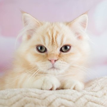 ミヌエット(長足)【埼玉県・男の子・2025年8月6日・カメオタビー】の写真「🐱🩵12月13日(土)🐾見学会開催 🐱🩵」