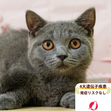 マンチカン(短足)【埼玉県・男の子・2025年4月24日・ブルー】の写真「4大遺伝子疾患リスクなし✨」