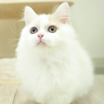 ミヌエット(短足)【埼玉県・男の子・2025年8月12日・クリーム&ホワイト】の写真「初開催！🐱🩵12月13日(土)🐾見学会開催 🐱🩵」