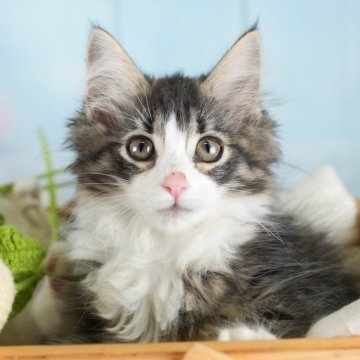 ノルウェージャンフォレストキャット【埼玉県・男の子・2025年7月1日・ブラウンタビー&ホワイト】の写真「4大遺伝子疾患リスクなし✨」