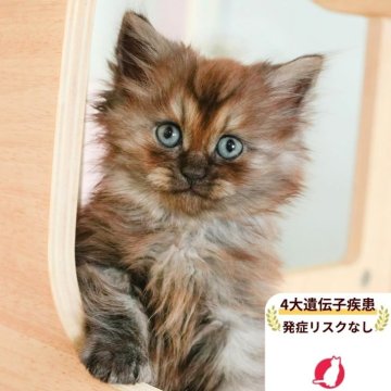 ミヌエット(長足)【埼玉県・男の子・2025年7月5日・シルバータビー】の写真「4大遺伝子疾患リスクなし✨」