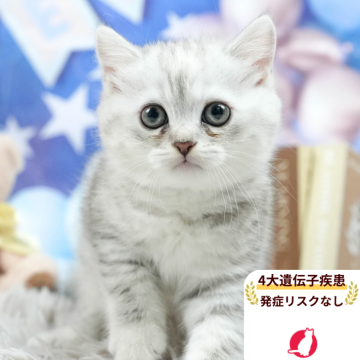 ミヌエット(長足)【埼玉県・女の子・2025年5月6日・シルバータビー】の写真「4大遺伝子疾患リスクなし✨」
