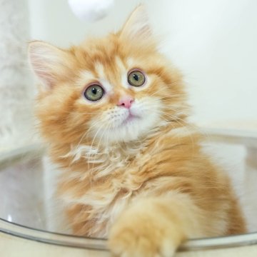 ミヌエット(長足)【埼玉県・女の子・2025年8月28日・レッドタビー】の写真「評価が高いブリーダーランキング埼玉1位👑全国4位！」