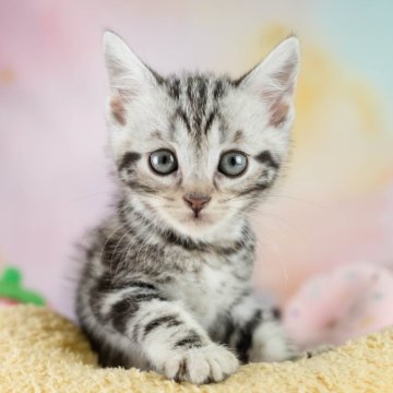 マンチカン(長足)【埼玉県・男の子・2025年9月10日・シルバータビー】の写真「4大遺伝子疾患リスクなし✨」