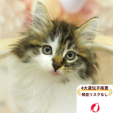 ノルウェージャンフォレストキャット【埼玉県・女の子・2025年4月30日・ブラウンタビー&ホワイト】の写真「4大遺伝子疾患リスクなし✨　」
