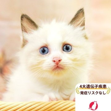 ラグドール【埼玉県・女の子・2025年6月29日・シールポイントバイカラー】の写真「4大遺伝子疾患リスクなし✨」