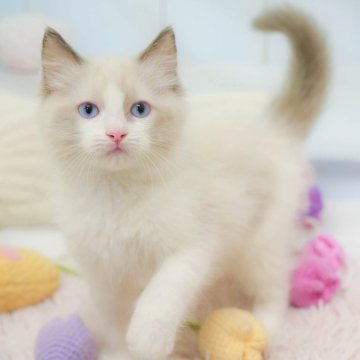 ラグドール【埼玉県・男の子・2025年9月15日・ブルーポイントバイカラー】の写真「🐱🩵12月13日(土)🐾見学会開催 🐱🩵」