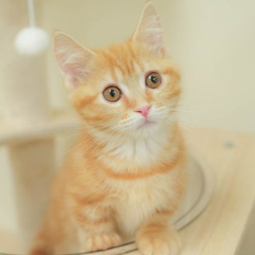 マンチカン(短足)【埼玉県・女の子・2025年9月7日・レッドタビー】の写真「評価が高いブリーダーランキング埼玉1位👑全国4位！」