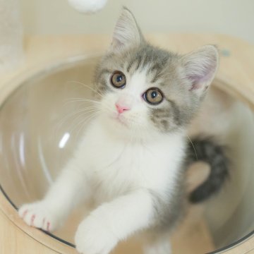 マンチカン(長足)【埼玉県・男の子・2025年9月17日・ブルータビー&ホワイト】の写真「評価が高いブリーダーランキング埼玉1位👑全国4位！」