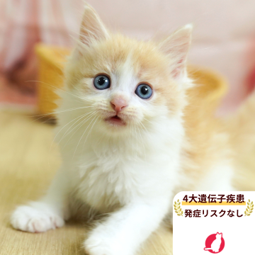 ノルウェージャンフォレストキャット【埼玉県・男の子・2025年6月13日・クリーム&ホワイト】の写真「4大遺伝子疾患リスクなし✨」