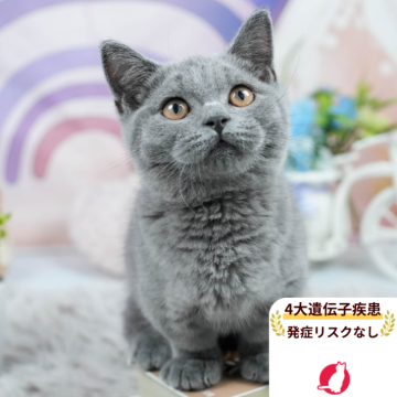 マンチカン(短足)【埼玉県・男の子・2025年4月24日・ブルー】の写真「4大遺伝子疾患リスクなし✨」