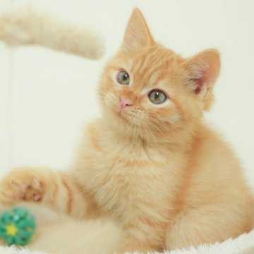 マンチカン(長足)【埼玉県・男の子・2025年9月17日・レッドタビー】の写真「評価が高いブリーダーランキング埼玉1位👑全国4位！」