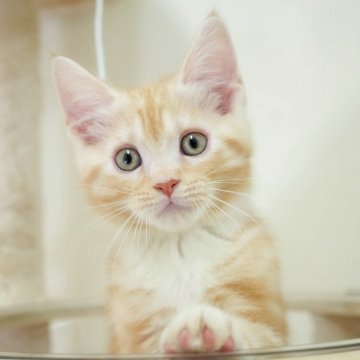 マンチカン(長足)【埼玉県・男の子・2025年8月31日・レッドタビー】の写真「評価が高いブリーダーランキング埼玉1位👑全国4位！」