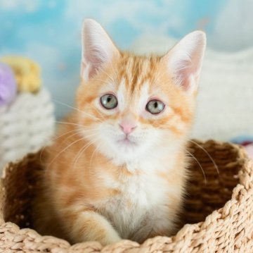 マンチカン(長足)【埼玉県・男の子・2025年9月25日・レッドタビー】の写真「評価が高いブリーダーランキング埼玉1位👑全国4位！」