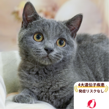 ブリティッシュショートヘア【埼玉県・男の子・2025年3月8日・ブルータビー】の写真「4大遺伝子疾患リスクなし✨」