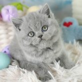 ブリティッシュショートヘア