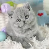 ブリティッシュショートヘア【埼玉県・女の子・2025年9月11日・ブルー】の写真1「🐱複数頭の見学も可能🐱きょうだいや他のネコちゃんも見れます」