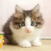 ノルウェージャンフォレストキャット