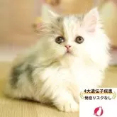 ミヌエット(短足)