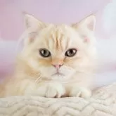 ミヌエット(長足)