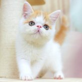 エキゾチックショートヘア