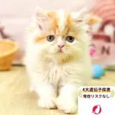 ミヌエット(長足)