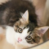 ノルウェージャンフォレストキャット