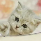 マンチカン(長足)【埼玉県・女の子・2025年5月30日・ブルーパッチドタビー】の写真1「🐱複数頭の見学も可能🐱きょうだいや他のネコちゃんも見れます」