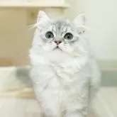 ミヌエット(長足)