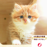 ミヌエット