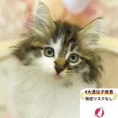 ノルウェージャンフォレストキャット